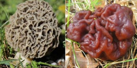 Výrazné známky tahů od curr